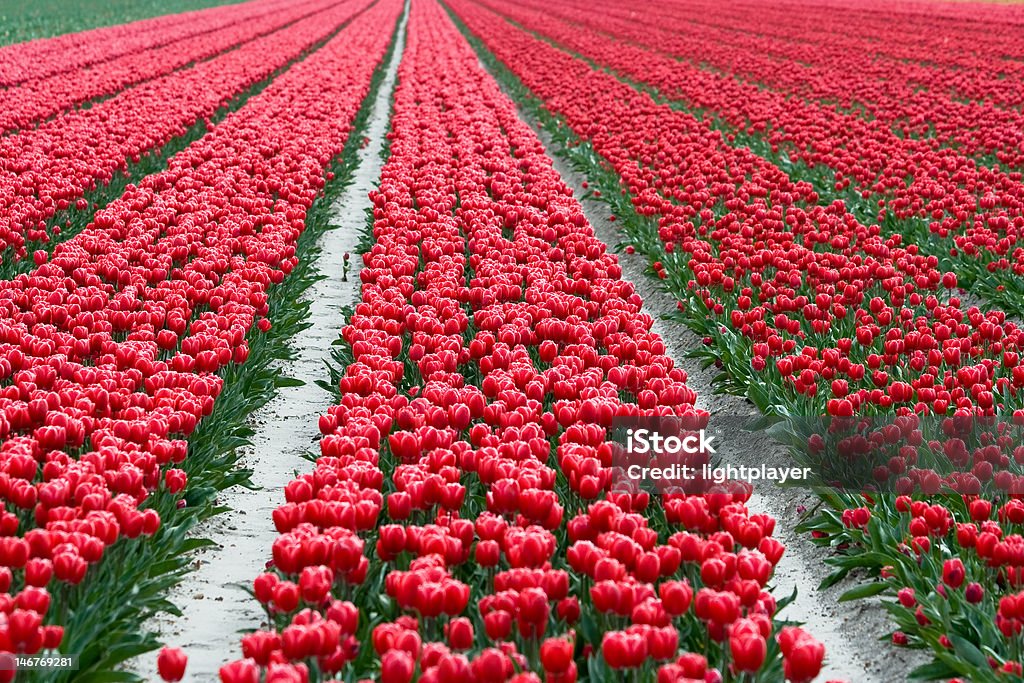Campo con tulipani rossi - Foto stock royalty-free di Agricoltura