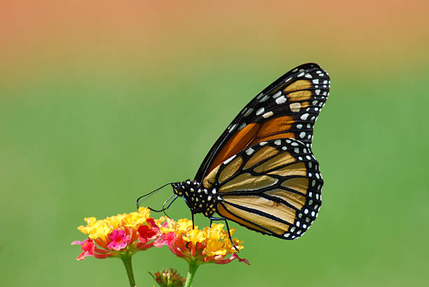 istock Monarch butterfly in Portugal 146769304