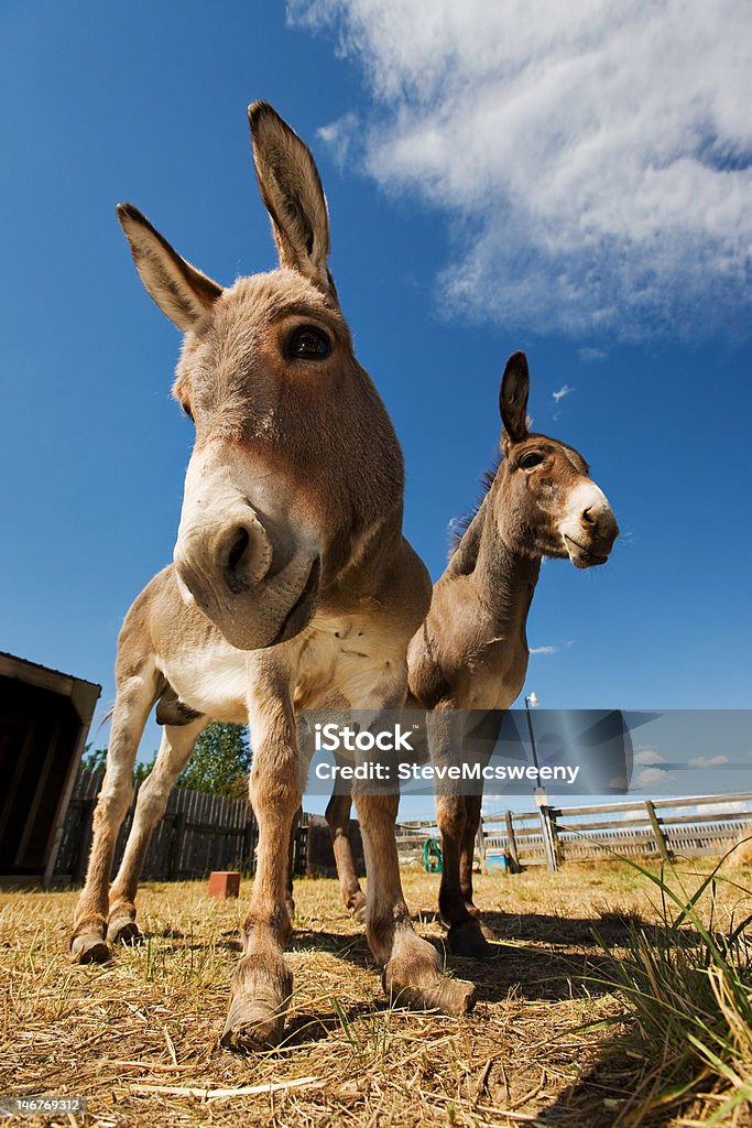 Два donkeys - Стоковые фото Вертикальный роялти-фри