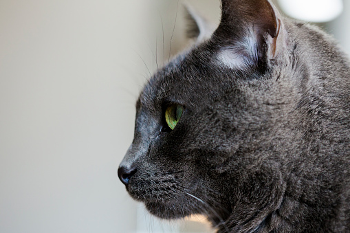 Close up of cat face in profile. Grey cat with green eyes. Pet care. healthy pets