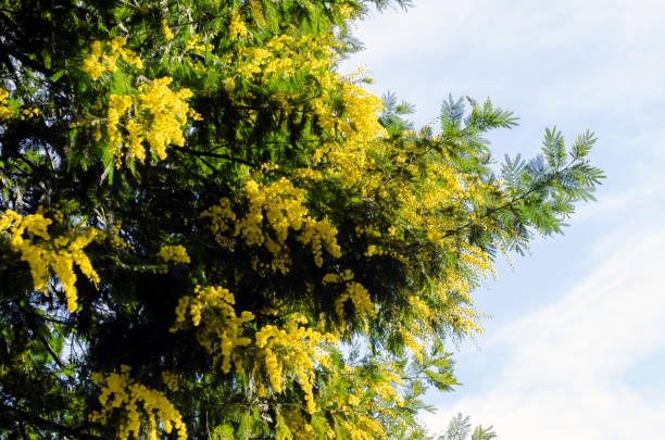 istock Mimosa blooms, beautiful flower bloom on the tree 1467695144