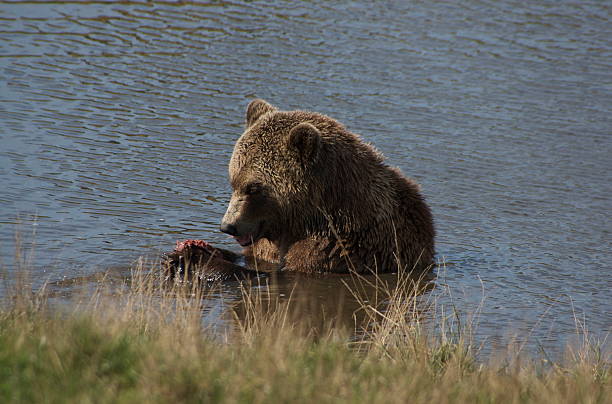 Brown Bear eating in water stock photo