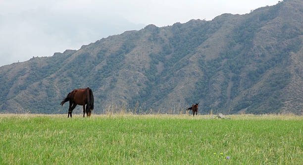 horses on pasture stock photo
