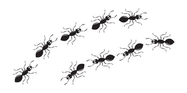 Ant line trail, small pest chain, black insect marching, animal colony, black silhouettes bug top view. Vector illustration Ant line trail, small pest chain, black insect marching, animal colony, black silhouettes bug top view isolated on white background. Vector illustration ants-walking stock illustrations