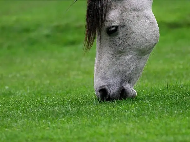 horse head, at pasture in green grass