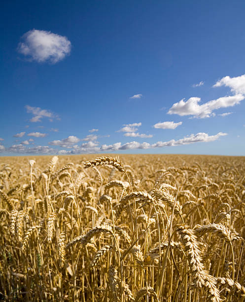 Summer Wheat field stock photo