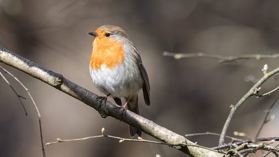 European Robin Perched in a Tree