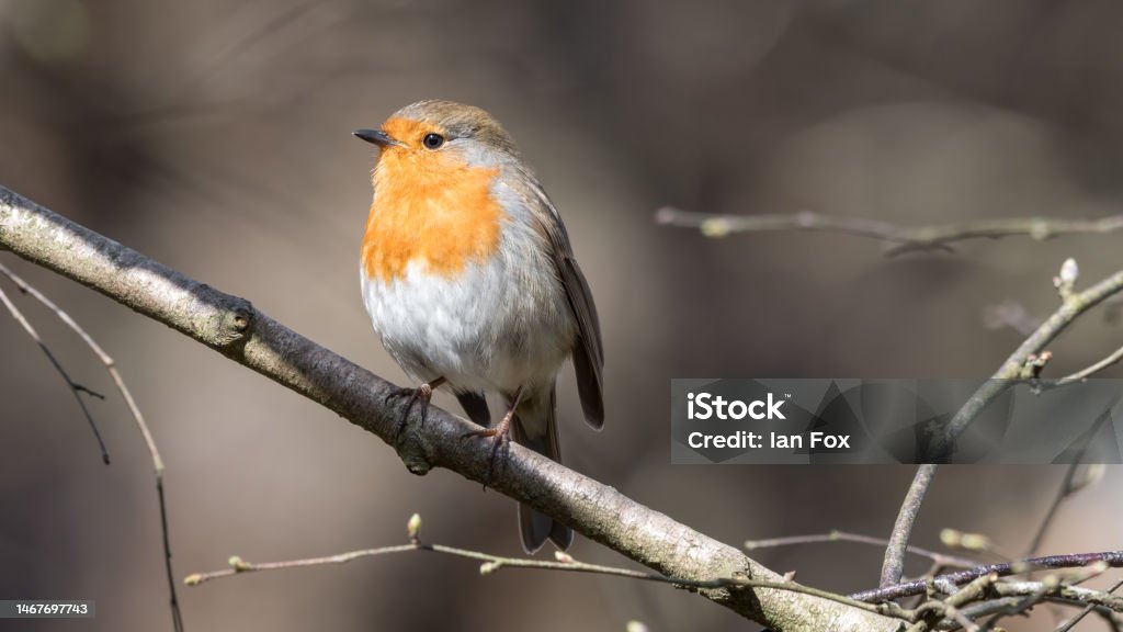 European Robin European Robin Perched in a Tree Bird Stock Photo