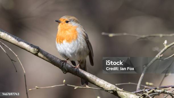 European Robin Stock Photo - Download Image Now - Bird, Cut Out, Outdoors