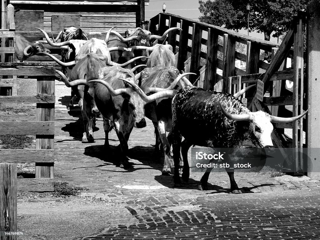 Longhorn cattle unità. - Foto stock royalty-free di Texas