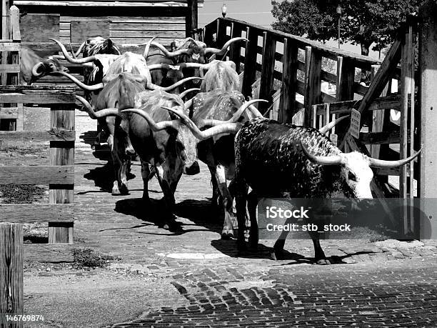 Longhorn Cattle Unità - Fotografie stock e altre immagini di Texas - Texas, Storia, Bianco e nero