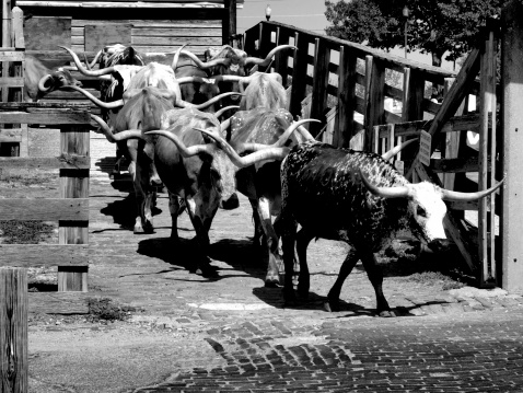 Longhorn cattle drive at Fort Worth Stockyards.