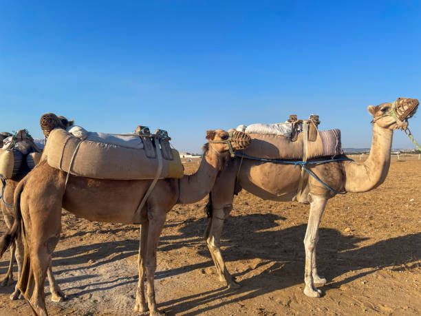 istock Camels or dromedaries in the desert. 1467698866