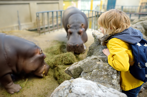 Little boy watching for feeding of african hippopotamus in outdoor zoo. Child having fun. Children and animals. Entertainment for family with kids on school holidays.
