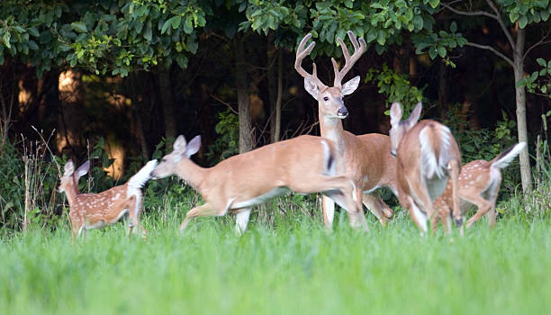 istock Whitetail deer buck and fleeing does 146769903
