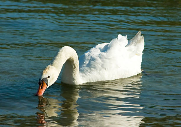 wild swans near a lakeshore