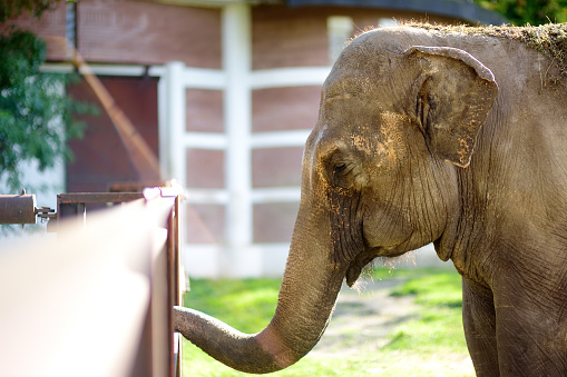 Asian elephant is at the public zoo on sunny day. Urban outdoors entartainment for local and tourists. Holidays and vacation in the city