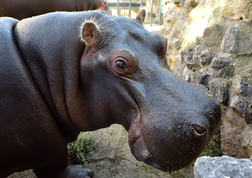 Cute african hippo is on the background of rocks. Hippopotamus amphibius is at the public zoo on sunny day. Urban outdoor entertainment for local and tourists. Holidays and vacation in the city