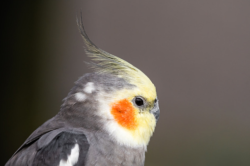 Close Up of a Cockatiel