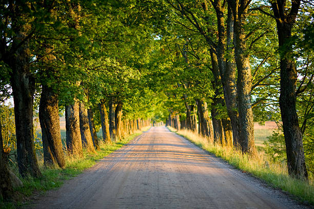 istock tunnel of trees 146769970