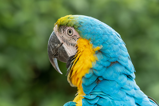 Blue and Gold Macaw Perched in a Tree