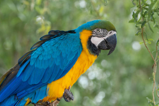 Blue and Gold Macaw Blue and Gold Macaw Perched in a Tree gold and blue macaw photos stock pictures, royalty-free photos & images