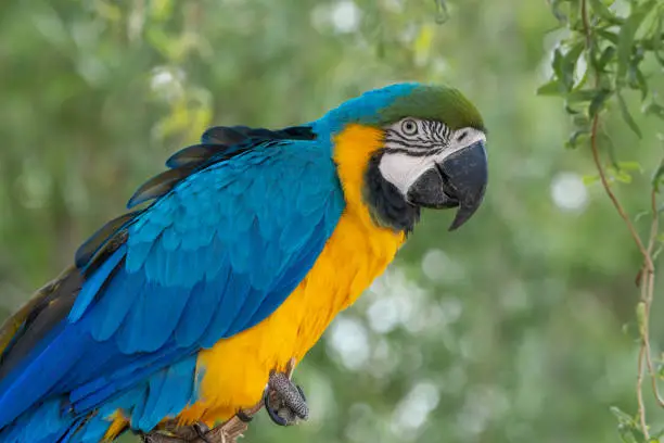 Photo of Blue and Gold Macaw