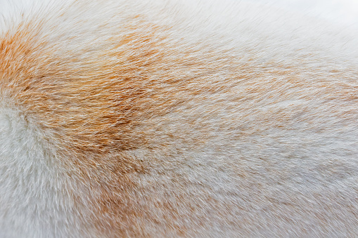 Close-up of a white Shiba Inu dog's fur