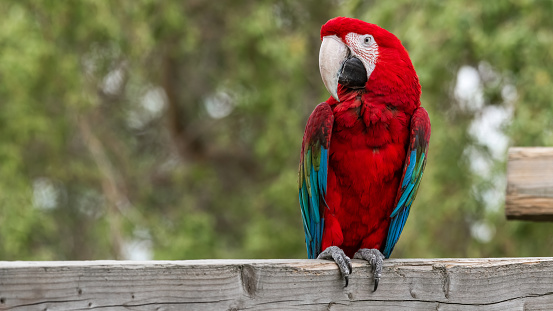 Green eclectus parrot. A beautiful and bright bird in the wild.