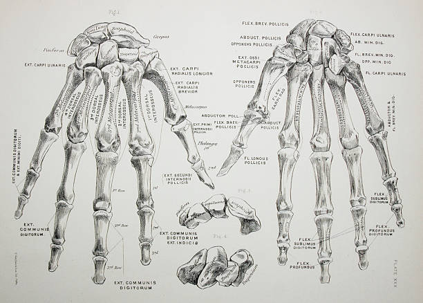 Bones of the Hand http://thebrainstormlab.com/banners/ami_banner.jpg vintage medical diagrams stock illustrations