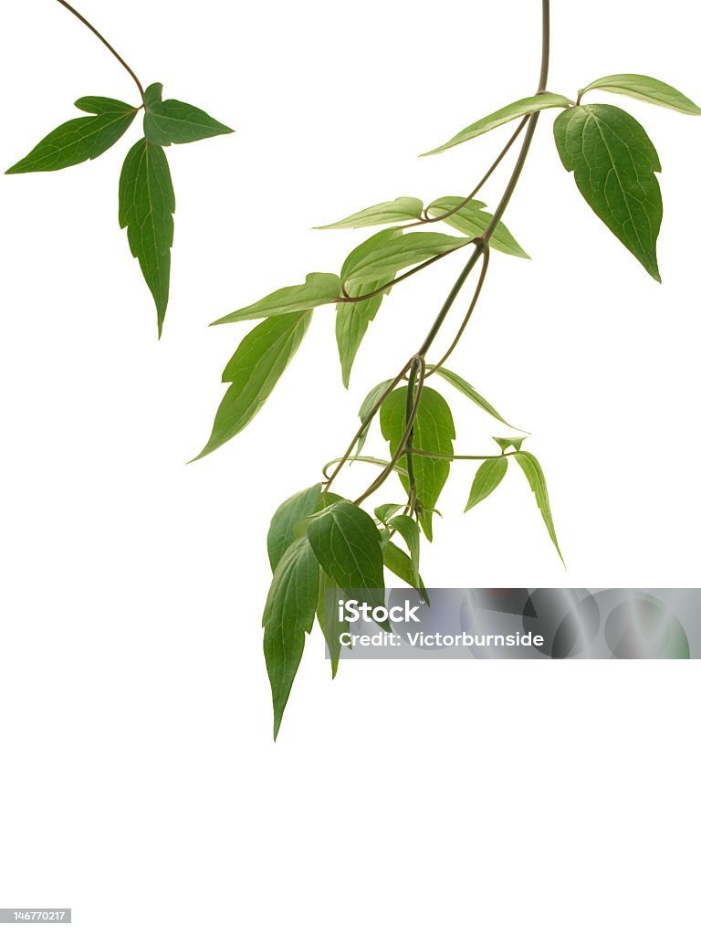 Folhas de plantas - Foto de stock de Caule royalty-free