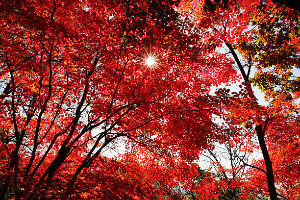Sunlight Through Maple Leaf stock photo