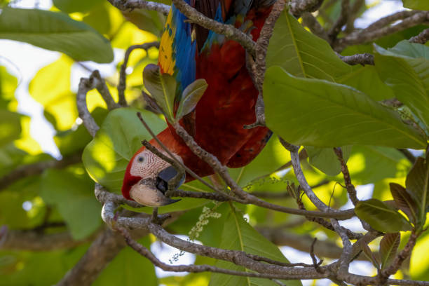istock Macaw perching on a branch of tree. 1467703433