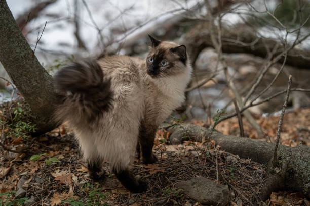 istock Purebred Ragdoll Siamese Cat In RiverBed Looking Behind 1467703717