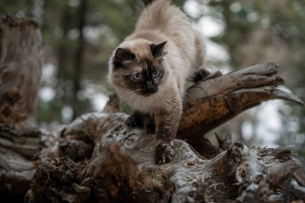 istock Purebred Ragdoll Siamese Cat Climbing Fallen Tree Branches 1467703718