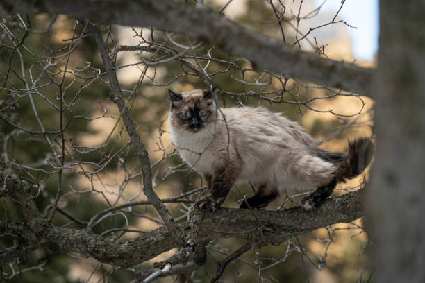 istock Purebred Ragdoll Siamese Cat in Pine Tree Looking at Camera 1467703728