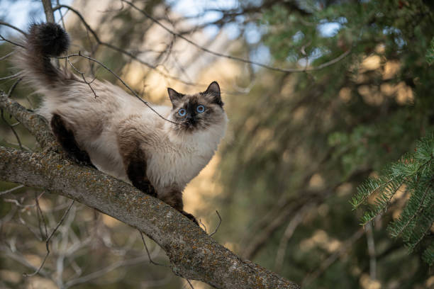 istock Purebred Ragdoll Siamese Cat In Tree Outside Climbing 1467703735