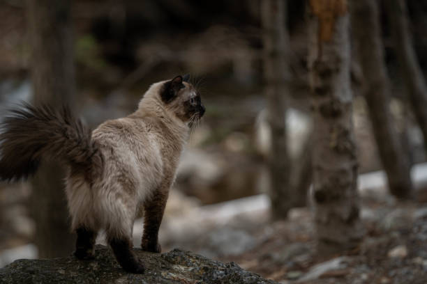 istock Purebred Ragdoll Siamese Cat Exploring Forest of trees winter 1467703743