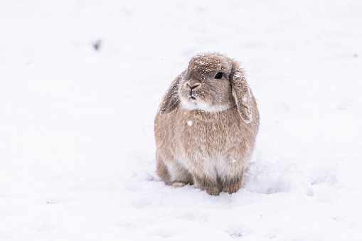 Little tan weathered holland lop bunny in the snow looking to the right at the snowfall