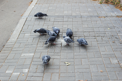 Pigeons eat crumbs on the footpath. City. Birds.