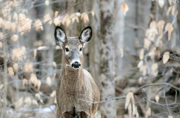istock Female Deer In The Woods 1467703899