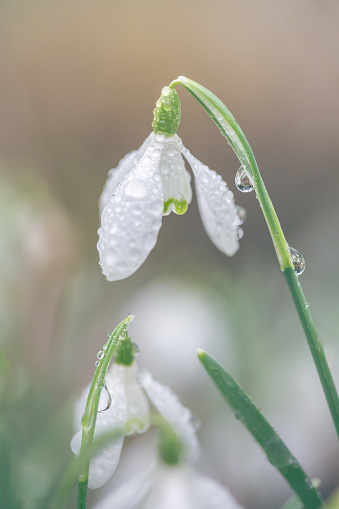 Dew drops on snowdrops in an English woodland in February