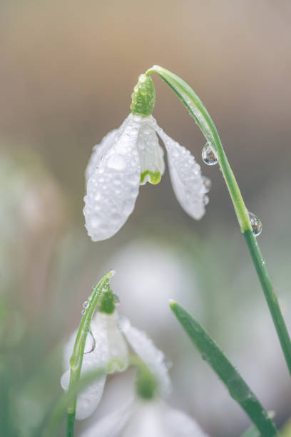 Dew drops on snowdrops in an English woodland in February Dew drops on snowdrops in an English woodland in February snowdrops in woodland stock pictures, royalty-free photos & images