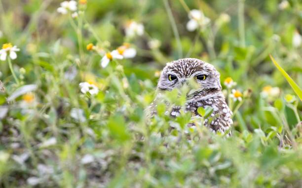 Burrowing Owls Of Cape Coral Florida Wildlife Photography burrowing owl stock pictures, royalty-free photos & images