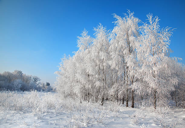 istock hoarfrost on trees and bushes 146770475