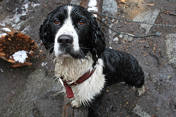 Wet Dog stock photo