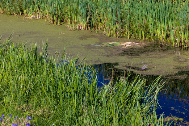 istock Green grass and swamp in the summer 1467705162