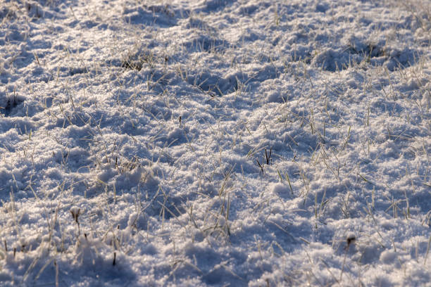 Green grass covered with snow and ice in winter, agricultural field with different plants in the snow after frosts and snowfalls in eastern Europe
