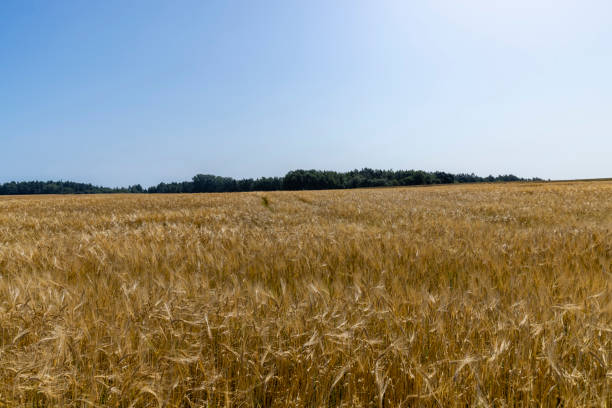 istock ripe wheat harvest in summer 1467705391