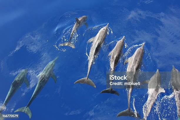 Delfiny - zdjęcia stockowe i więcej obrazów Rough-toothed Dolphin - Rough-toothed Dolphin, Delfin, Dzikie zwierzęta